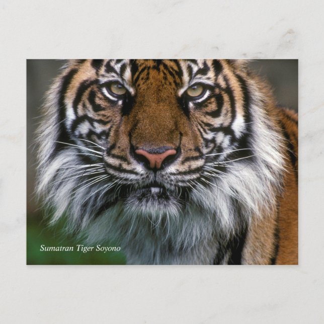 Postal Smithsonian | Sumatran Tiger Soyono (Anverso)
