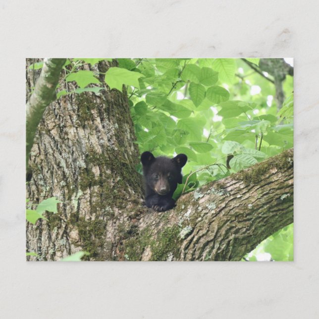 Postal Smoky Mountains Black Bear Cub Wildlife (Anverso)