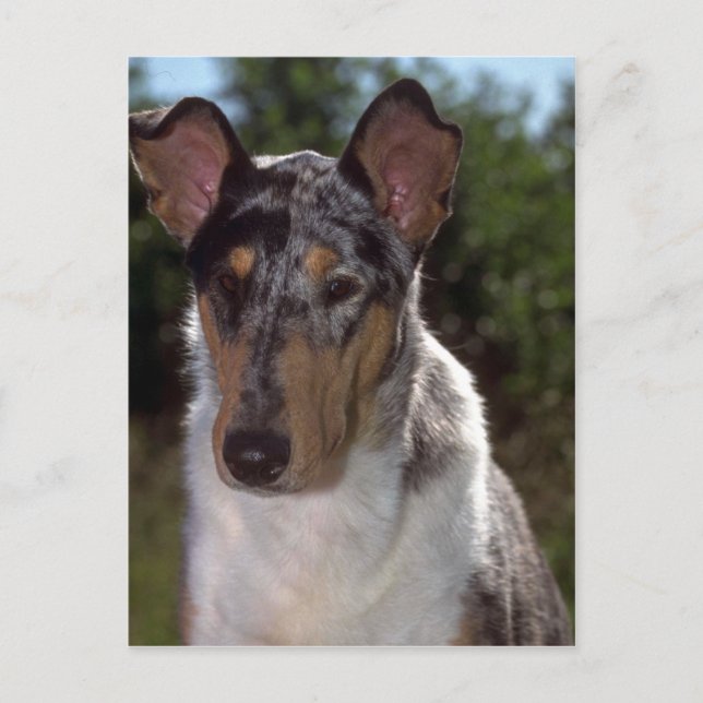 Postal Smooth Collie (Anverso)