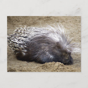 Postal Smug Porcupine Con Mop De Cabello Grande Sobre La 