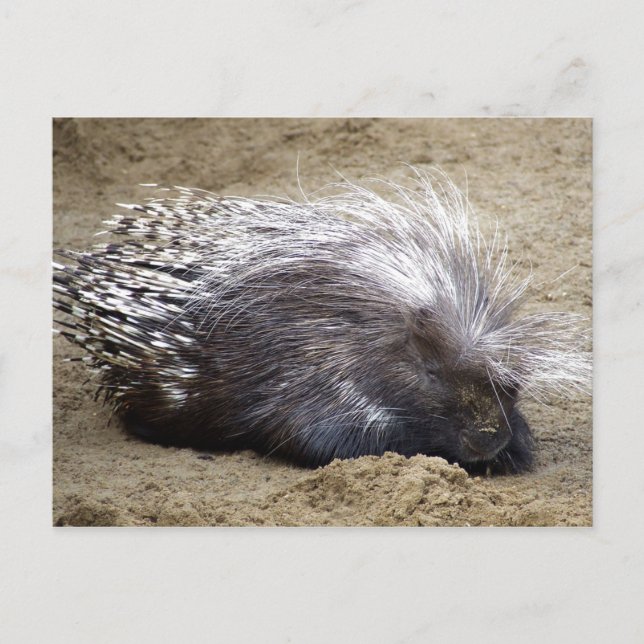 Postal Smug Porcupine Con Mop De Cabello Grande Sobre La  (Anverso)