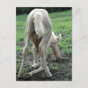 Postal Snacking Colt