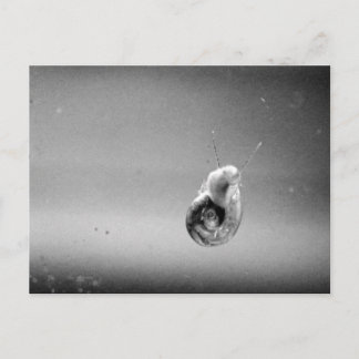 Postal Snail Acuático En Grises Suaves