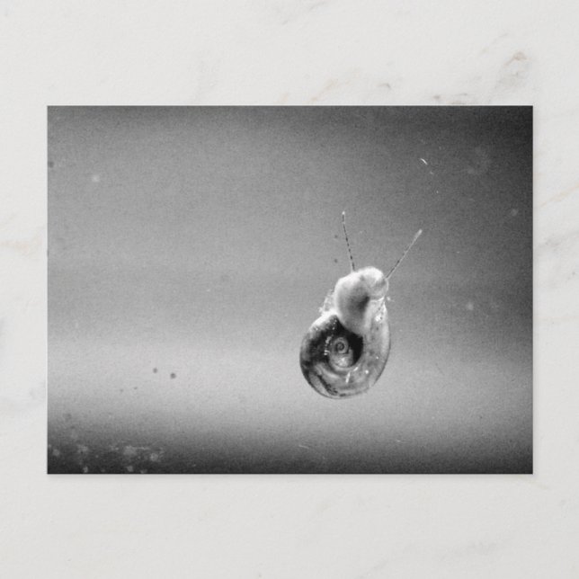 Postal Snail Acuático En Grises Suaves (Anverso)