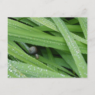 Postal Snail de jardín