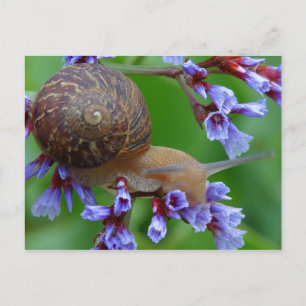 POSTAL SNAIL FLOWER