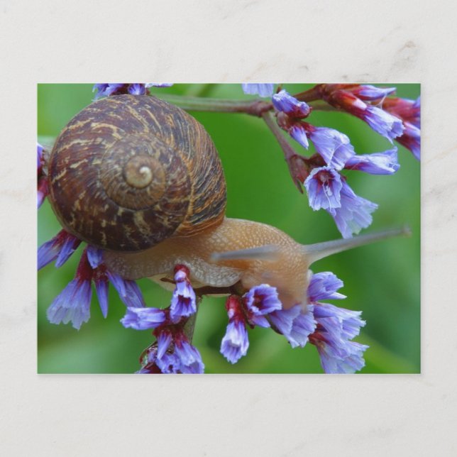 POSTAL SNAIL FLOWER (Anverso)