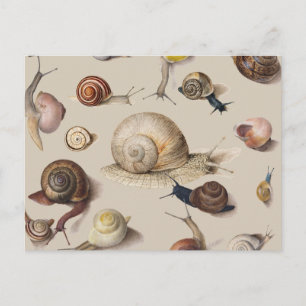 Postal Snail Slug Garden Mascota Gastropod Snails Botanic