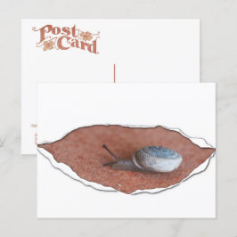 Postal Snail Under Torn Material