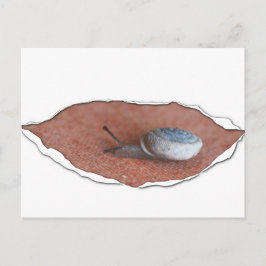 Postal Snail Under Torn Material