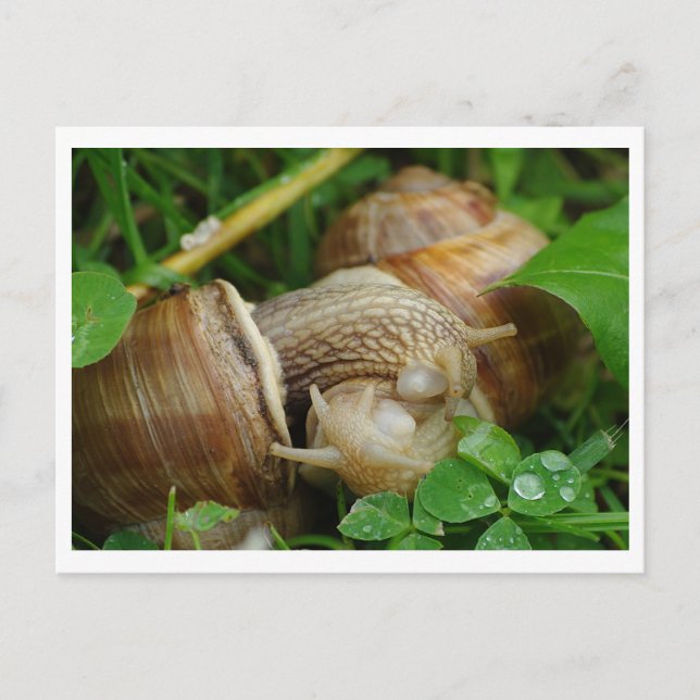 Postal Snails Love Kiscard (Anverso)