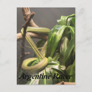 Postal Snake argentino