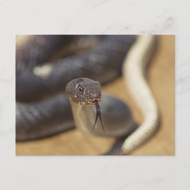 Postal Snake curioso (Anverso)