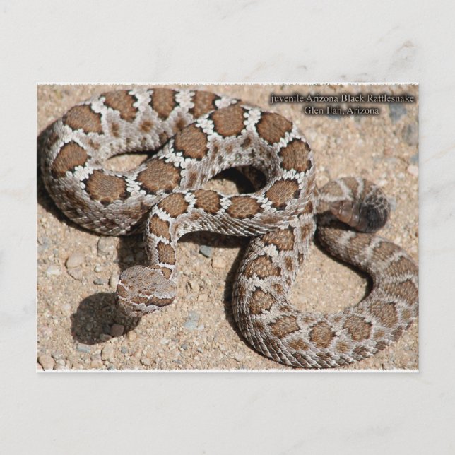 Postal Snake Juvenille Black Rattle (Anverso)