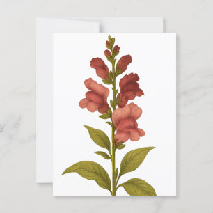 Postal Snapdragon — Graciosidad, engaño