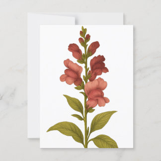 Postal Snapdragon — Graciosidad, engaño
