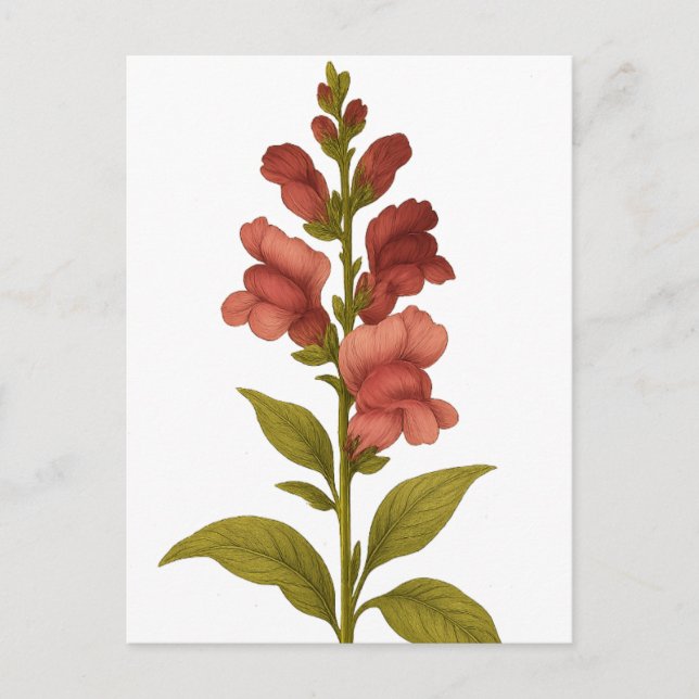 Postal Snapdragon — Graciosidad, engaño (Anverso)