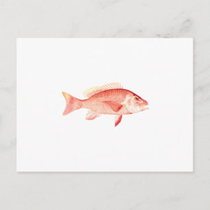Postal Snapper rojo