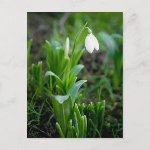 Postal Sndrop   Postkarte Schneegloeckchen