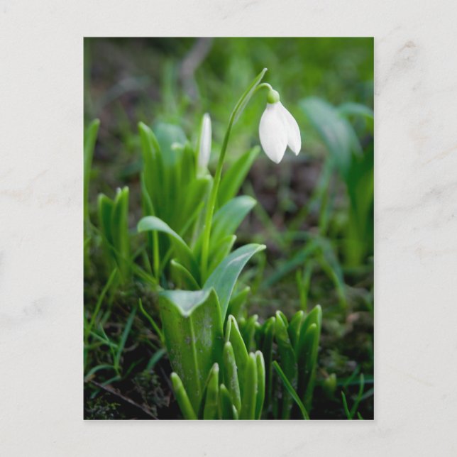 Postal Sndrop | Postkarte Schneegloeckchen (Anverso)