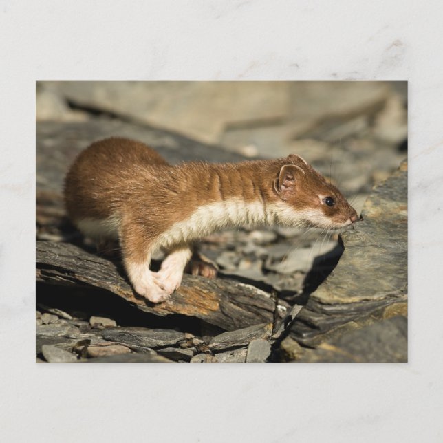 Postal Sniffing Weasel (Anverso)