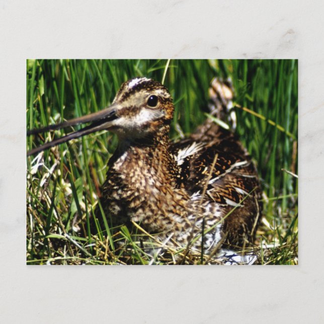 Postal Snipe común (Anverso)