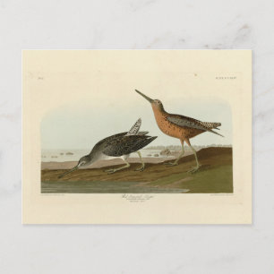 Postal Snipe de pecho rojo de los pájaros de América de A