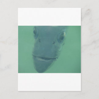 Postal Snook
