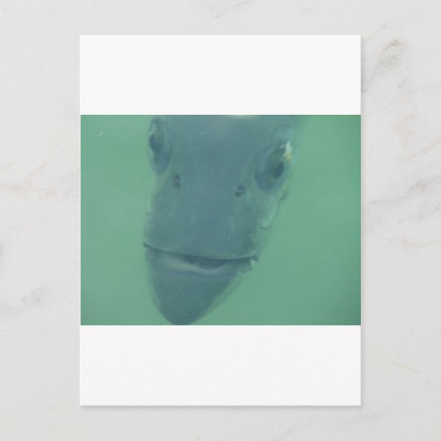 Postal Snook (Anverso)