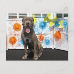 Postal Snoop - Mastiff Neopolita -3
