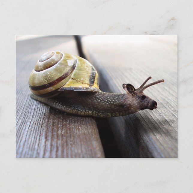 Postal Snoose (Anverso)