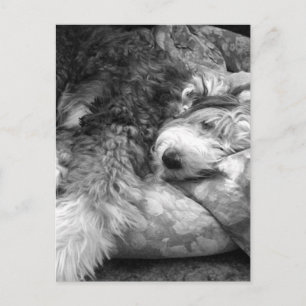 Postal Snooze Old English Sheepdog