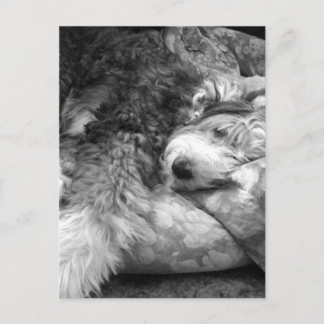 Postal Snooze Old English Sheepdog (Anverso)