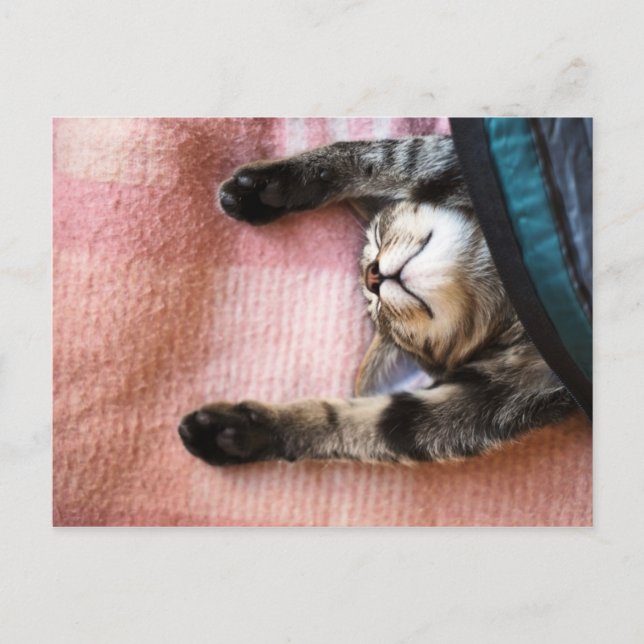 Postal Snoozing Kitten (Anverso)