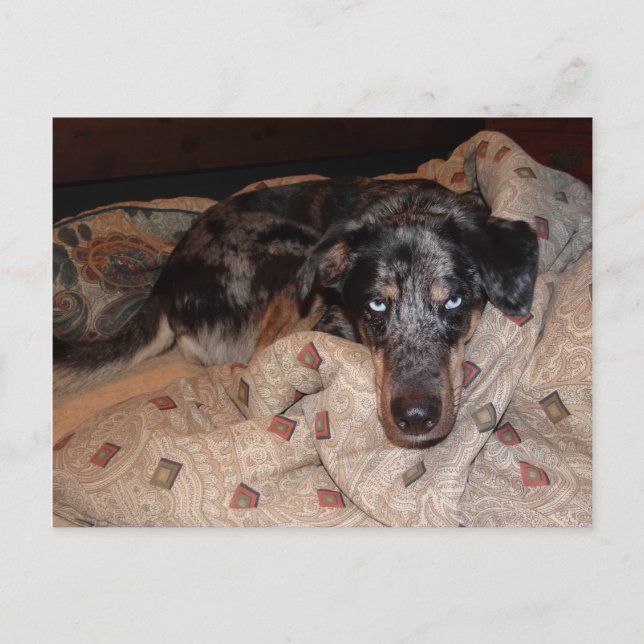 Postal Snoozing Leopard Dog Catahoula (Anverso)