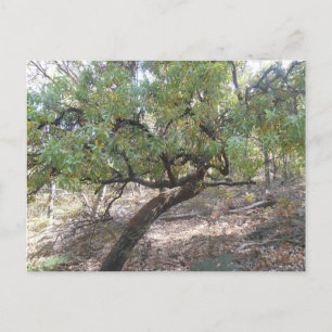 Postal Snottygobble Old Hag Bush Tree
