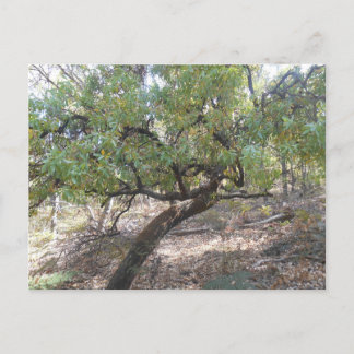 Postal Snottygobble Old Hag Bush Tree