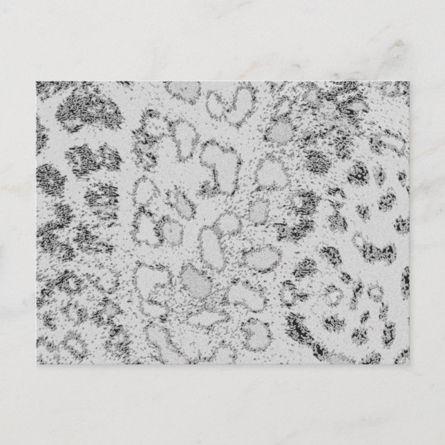 Postal Snow Leopard (Anverso)
