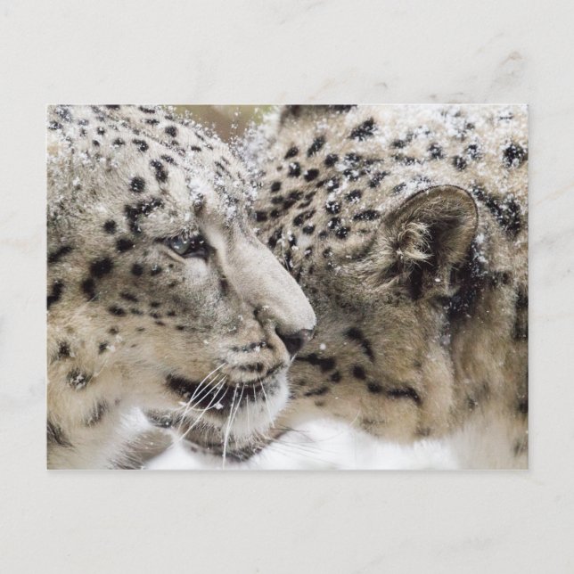 Postal Snow Leopard Cuddle (Anverso)