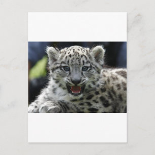 Postal Snow Leopard Kitten