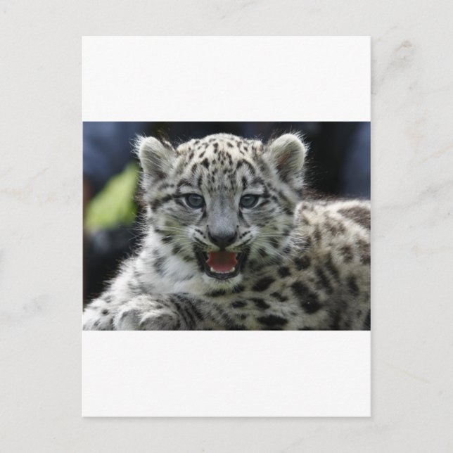 Postal Snow Leopard Kitten (Anverso)