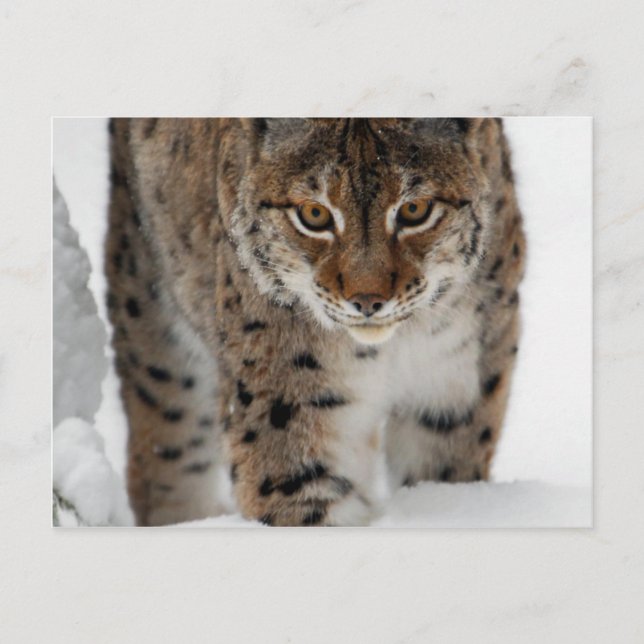 Postal Snow Lynx (Anverso)