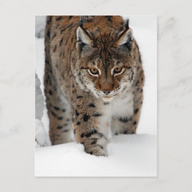 Postal Snow Lynx (Anverso)