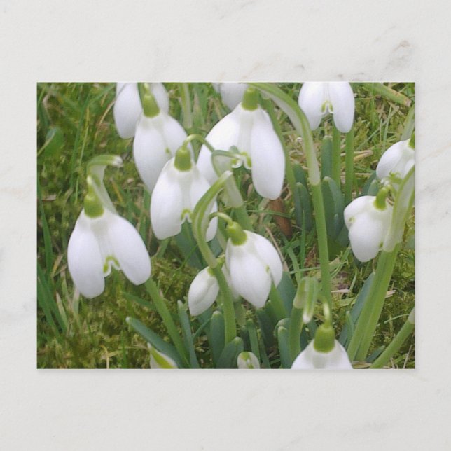 Postal Snowdrop (Anverso)