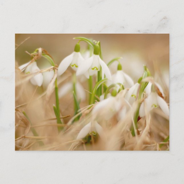 Postal Snowdrop bonito (Anverso)