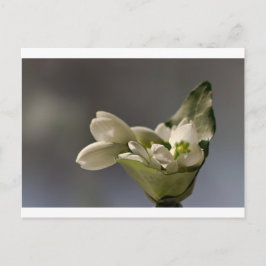 Postal Snowdrop (Galanthus nivalis)
