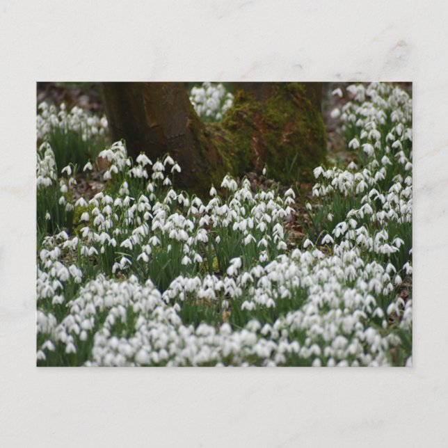 Postal Snowdrops  (Anverso)
