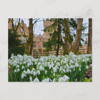 Postal Snowdrops 