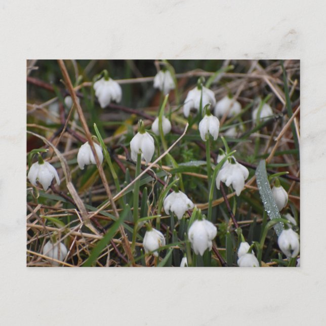 Postal Snowdrops  (Anverso)
