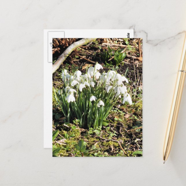 POSTAL SNOWDROPS (Anverso/Reverso In Situ)